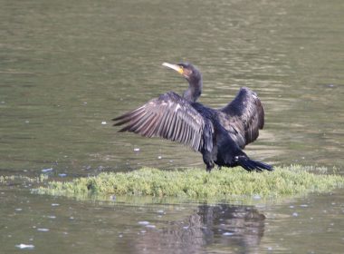 black and brown bird on plant floating on water