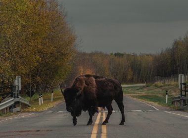 brown animal on road
