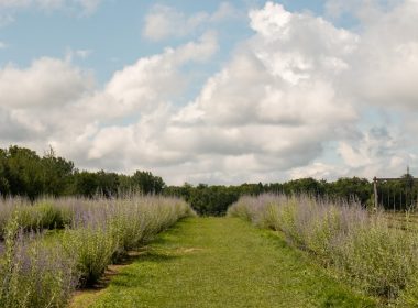 a grassy field with trees and bushes in the background