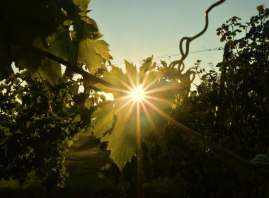 sun rays coming through green leaves