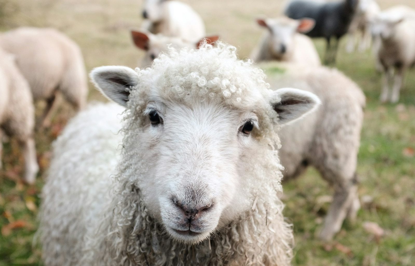 white sheep on green grass during daytime