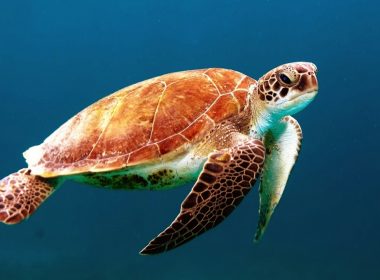 brown turtle swimming underwater