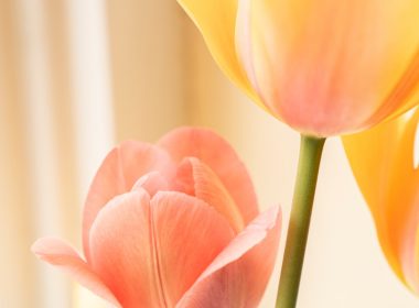 yellow and red tulip in bloom close up photo