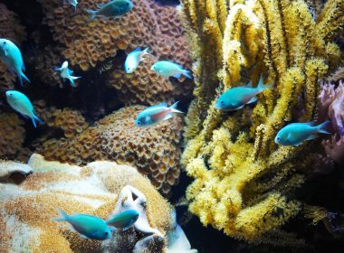 a large group of fish swimming around a coral