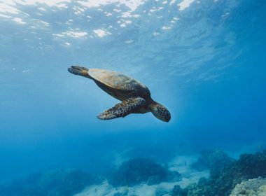 brown turtle