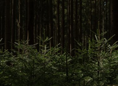 green plants and trees during daytime