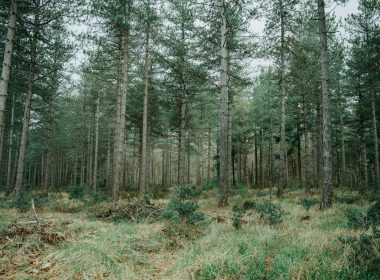 a forest filled with lots of tall trees