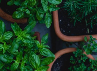 top view photo of green leafed plants in pots