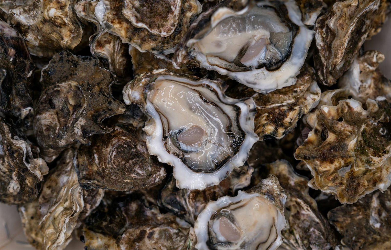 a pile of oysters sitting on top of each other