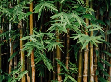 bamboos in the wild
