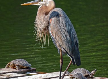 gray bird on water