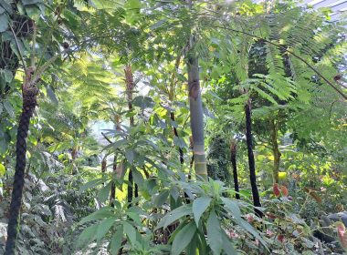 a lush green forest filled with lots of trees