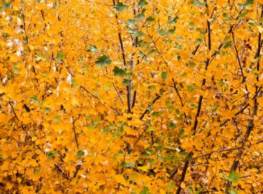 yellow and brown maple leaves