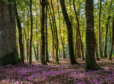 a forest filled with lots of purple flowers