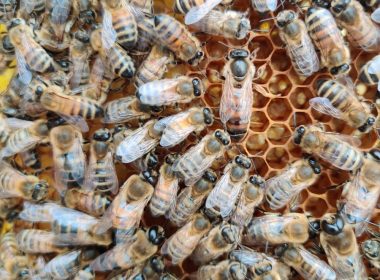 brown and black bee lot