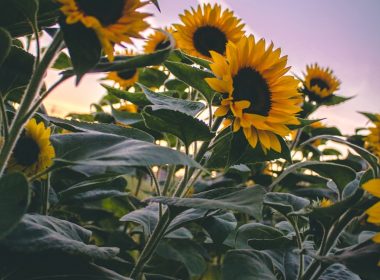 sunflowers in macro lens photography