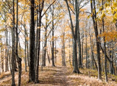 brown forest