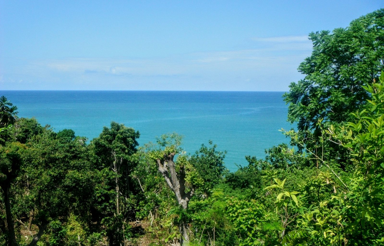green trees near blue sea under blue sky during daytime