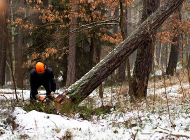 man cutting brown tree during daytime