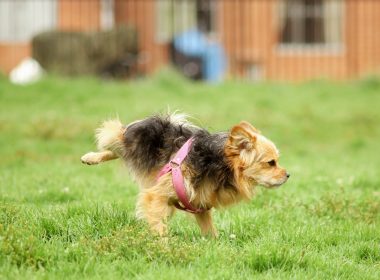 a dog running in the grass