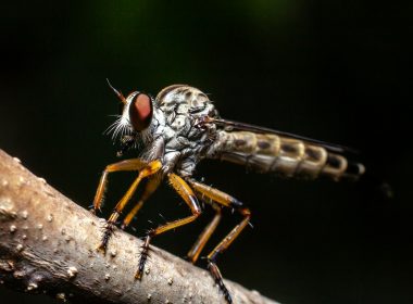 gray and brown fly on brown wooden stick