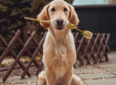 yellow Labrador retriever biting yellow tulip flower