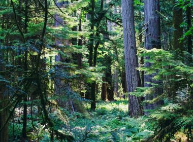 A lush green forest filled with lots of trees