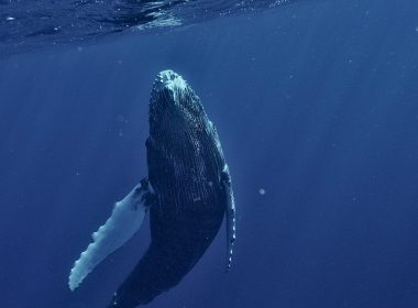 a humpback whale swims under the surface of the water