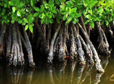 Mangrove roots are partially submerged in water.
