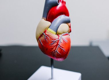 red and yellow bird figurine