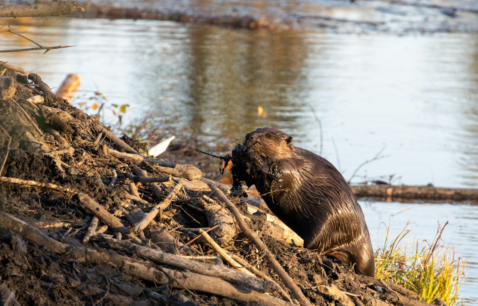 a beaver sitting on a log