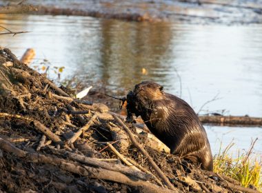 a beaver sitting on a log