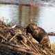 a beaver sitting on a log