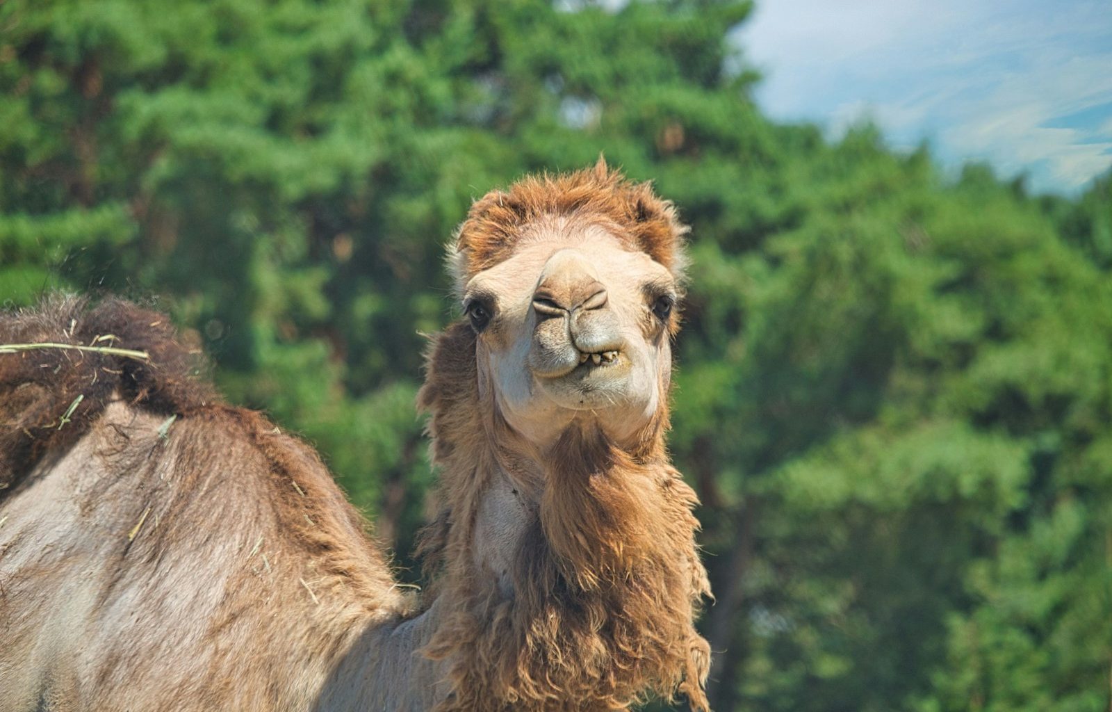 brown camel in green forest during daytime