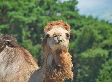 brown camel in green forest during daytime