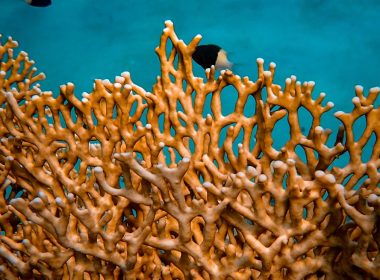 underwater photography of coral reef