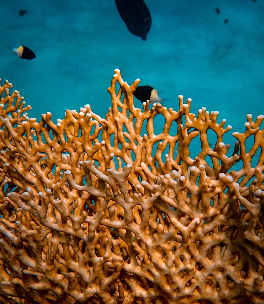 underwater photography of coral reef