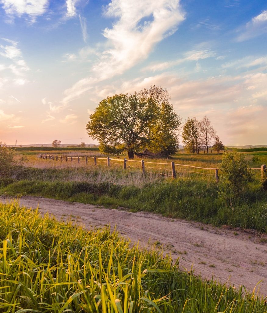 green grass field and trees