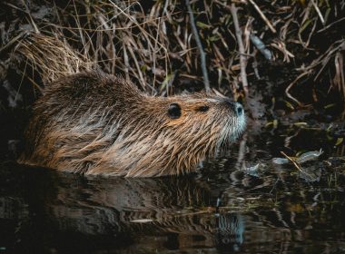 brown rodent on body of water