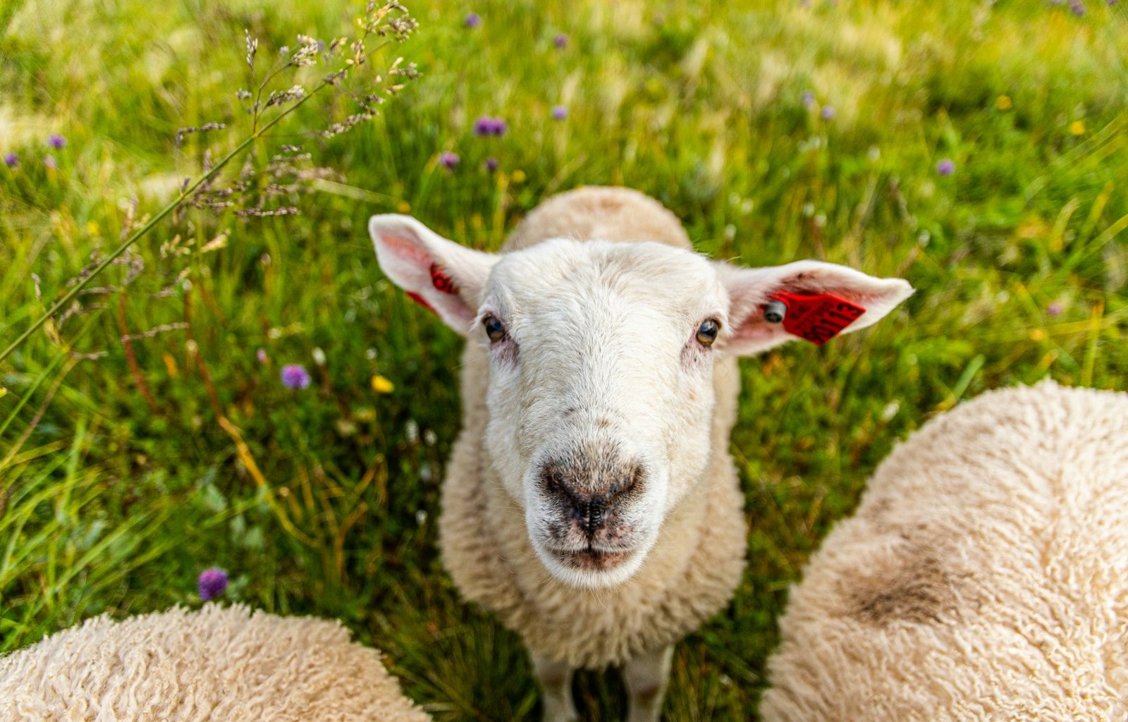 white sheeps on grass field