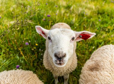 white sheeps on grass field