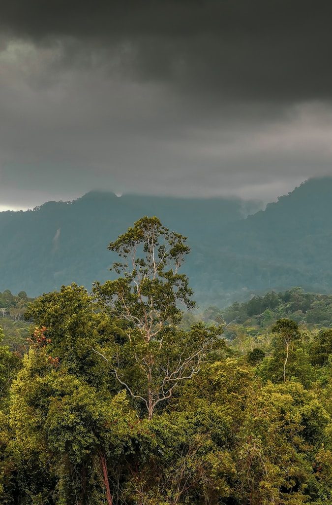 green trees on mountain under white clouds during daytime
