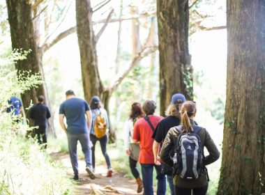 people walking on dirt road between trees during daytime