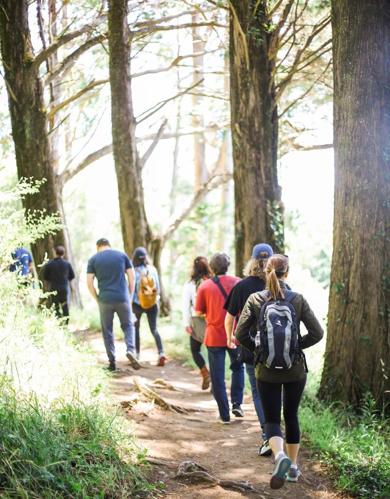 people walking on dirt road between trees during daytime