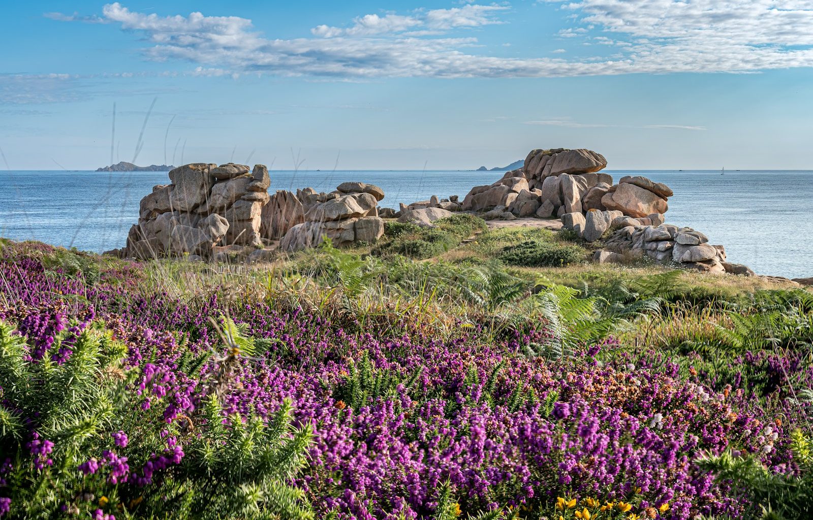 a field of purple flowers next to a body of water