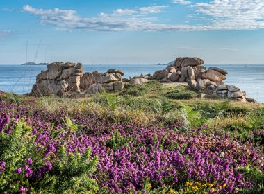 a field of purple flowers next to a body of water