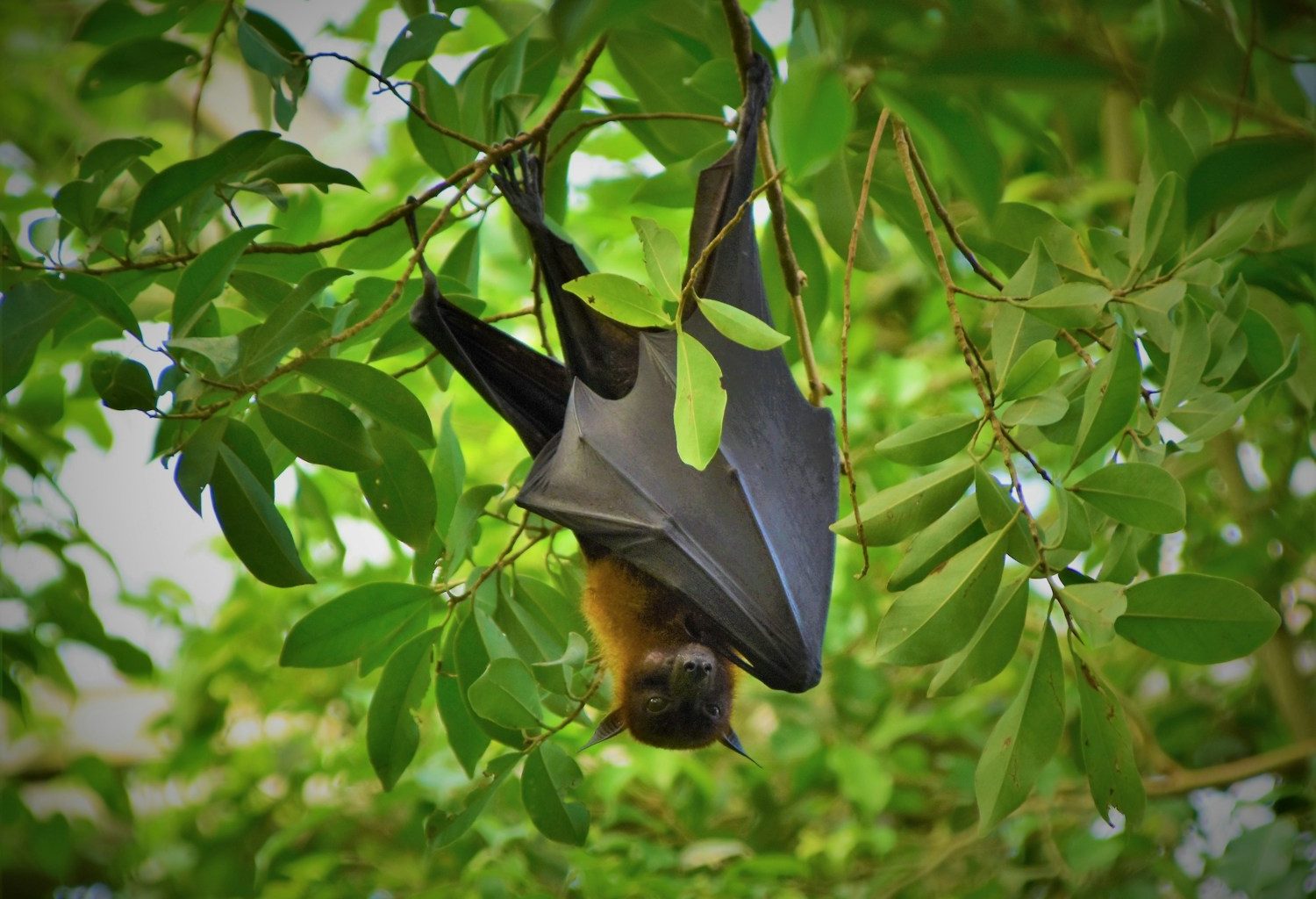 black bat