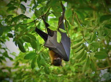 black bat