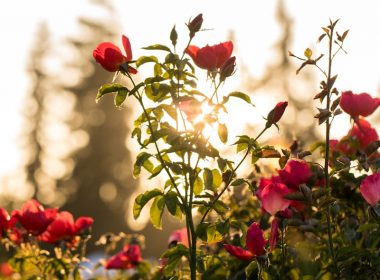 selective focus photo of red petaled flowers