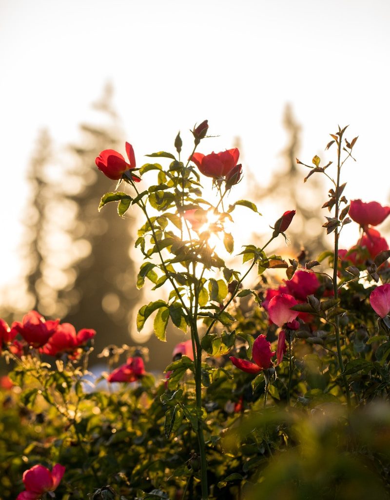 selective focus photo of red petaled flowers
